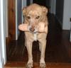 dog-dildo.jpg