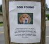 dog-found.jpg