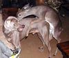 doggy-deer.jpg