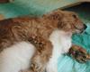 dog-hugging-cat.jpg