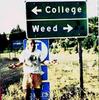 college-or-weed.jpg