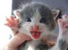 crazy-kitten.jpg