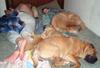 crowded-bed.jpg