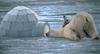 curious-polar-bear.jpg