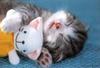 cutekitty.jpg