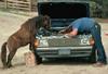 horse-mechanic.jpg