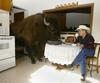 house-trained-buffalo.jpg