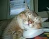 cat-sleeps-with-mouse.jpg