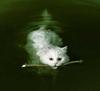 cat-swims-like-a-dog.jpg