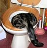 cat-with-a-hangover.jpg
