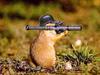 Animal_strikes_back
