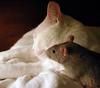 cat-and-mouse.jpg