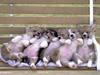 dogs-on-a-bench.jpg
