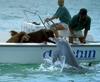 dolphin-kisses-dog.jpg
