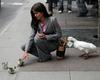 duck-cash-scam.jpg