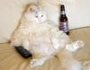 couch-potato-cat.jpg