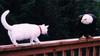 curious-cat.jpg