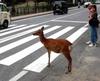 deer-crossing.jpg