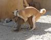 dog-befriends-monkey.jpg