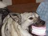 doggy-dentures.jpg