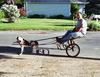 doggy-wagon.jpg
