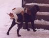 dog-mating-mismatch.jpg