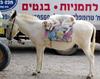 dog-on-a-donkey.jpg