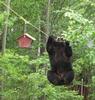 high-wire-bear.jpg