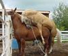 exhausted-horse.jpg