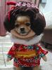 geisha-dog.jpg