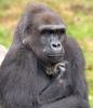 gorilla-thinker.jpg