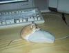 mice-mating.jpg