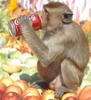 monkey-drinking-coke.jpg