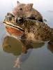 mouse-rides-a-frog.jpg