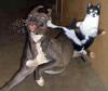 karate-cat.jpg