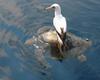 lazy-seagull.jpg