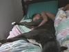 let-sleeping-dogs-lie.jpg