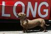 long-dog.jpg