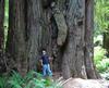 redwood-wood.jpg