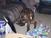 Bad_dog