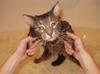 badcat