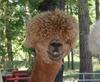 badhairday