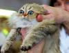 wide-eyed-cat.jpg