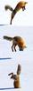 snow-diving-fox.jpg