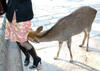bambi