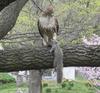 squirrel-gets-caught.jpg