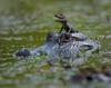 baby-alligator-ride.jpg