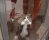 cat-in-the-shower.jpg
