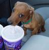 dog-drinks-soda.jpg