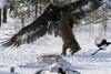 eagle-catches-fox.jpg